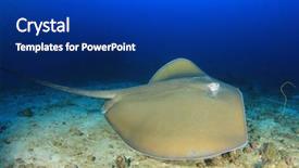  Presentation with x ray - Amazing slides having jenkins - jenkin's whipray stingray or ray backdrop and a royal blue colored foreground