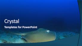  Presentation with x ray of a human - Theme consisting of jenkins - jenkin's whipray stingray or ray background and a navy blue colored foreground