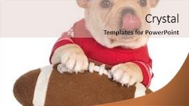  Presentation with sports playbook - Presentation design enhanced with jersey with paws on stuffed background and a  colored foreground