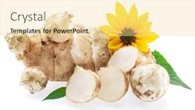  Presentation with jerusalem - PPT theme enhanced with jerusalem-artichoke-roots-with-leaves background and a blonde colored foreground