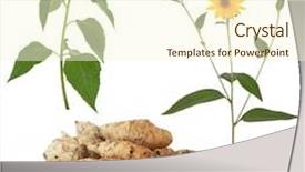  Presentation with specimen - Amazing presentation theme having jerusalem artichoke vegetables with specimen flower and leaf stem isolated over white background helianthus tuberosus backdrop and a cream colored foreground