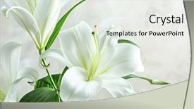  Presentation with jesus - PPT layouts having jesus - beautiful white lilies on light background and a sky blue colored foreground