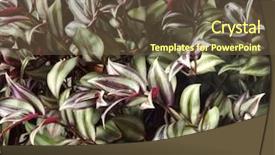  Presentation with shining - PPT layouts consisting of jews - afternoon sun shining background and a tawny brown colored foreground