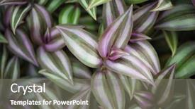  Presentation with plant - Theme having jews - background made of wandering jew background and a gray colored foreground