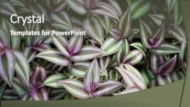  Presentation with plant drugs - Slide set featuring jews - background made of wandering jew background and a gray colored foreground