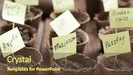  Presentation with container pots - Amazing PPT layouts having jiffy pots with planted seed backdrop and a  colored foreground