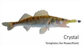  Presentation with russian - Presentation enhanced with jig lure - porolonka foam fish background and a white colored foreground