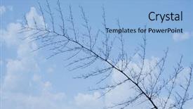  Presentation with tree - Presentation design enhanced with jim corbett national park nainital background and a  colored foreground