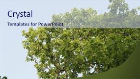  Presentation with tree - Amazing presentation theme having jim corbett national park nainital backdrop and a  colored foreground