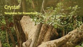  Presentation with trees forest lumber - PPT layouts enhanced with part of the old building wall a fortress made of stones background and a coral colored foreground