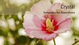  Presentation with national - Beautiful slide deck featuring jim corbett national park nainital backdrop and a yellow colored foreground