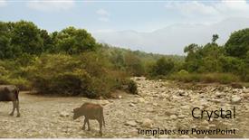  Presentation with animals - Cool new slide set with jim corbett national park nainital backdrop and a  colored foreground