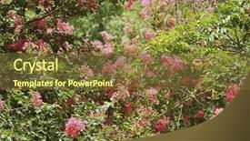  Presentation with trees forest lumber - Slide deck having jim corbett national park nainital background and a tawny brown colored foreground