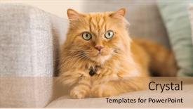  Presentation with long hair - Theme enhanced with jingle - beautiful ginger long hair cat background and a coral colored foreground