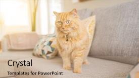  Presentation with long hair - Presentation theme consisting of jingle - beautiful ginger long hair cat background and a coral colored foreground