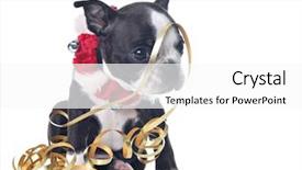  Presentation with boston - PPT theme having funny boston terrier puppy dressed background and a white colored foreground
