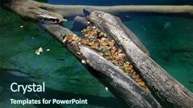  Presentation with banana stem tree and leaf - Colorful slide deck enhanced with jiuzhaigou - tree trunks and leaves backdrop and a ocean colored foreground