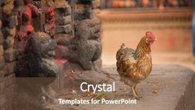  Presentation with chicken - Slide deck with job rotation - chicken in nepalese village background and a violet colored foreground