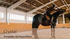  Presentation with horse riding - Presentation theme enhanced with jockey-woman-wearing-helmet-riding background and a  colored foreground