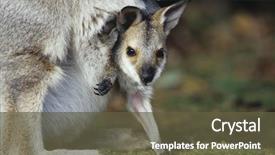  Presentation with kangaroo - Presentation with joey kangaroo with mother close background and a tawny brown colored foreground