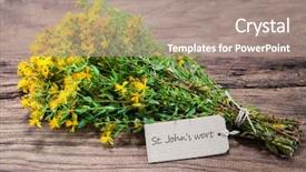  Presentation with john locke - Beautiful presentation featuring hypericum perforatum or st john' backdrop and a coral colored foreground