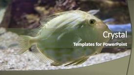  Presentation with zeus - Presentation theme having john dory zeus faber also background and a tawny brown colored foreground