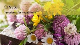  Presentation with dried herbs and dried flowers - Slides having john wooden - colorful medical flowers and herbs background and a yellow colored foreground