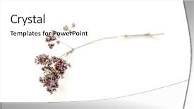  Presentation with oregano - Presentation design consisting of john wooden - dried oregano flowers background and a  colored foreground