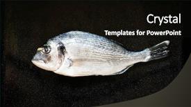  Presentation with fish - PPT theme with john wooden - fresh fish orata background and a black colored foreground