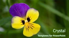  Presentation with pansy - Slides featuring johnny jump up flower background and a  colored foreground
