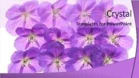  Presentation with background - PPT layouts with johnson johnson - abundance of geraniums background and a  colored foreground