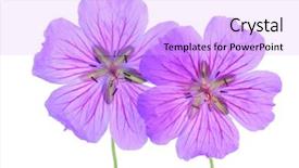 Presentation with geranium - Cool new presentation with johnson johnson - two geranium flowers backdrop and a  colored foreground