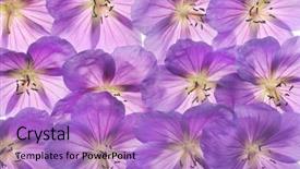  Presentation with wall - Audience pleasing slide deck consisting of johnson johnson - wall of beautiful geraniums freshly backdrop and a light blue colored foreground