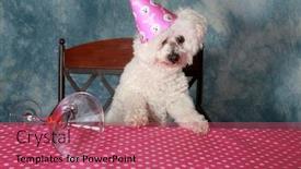  Presentation with best of breed - Amazing slide deck having jolie a pure breed bichon frise dog celebrates her 12th birthday backdrop and a coral colored foreground