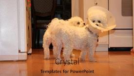  Presentation with vet - PPT theme with elizabethan - jolie the bichon frise wears background and a red colored foreground