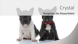  Presentation with jolly - Presentation design having jolly-french-bulldog-cubs-looking background and a white colored foreground