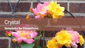  Presentation with joseph - Theme consisting of joseph's coat multi-colored rose background and a tawny brown colored foreground