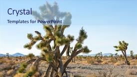  Presentation with united states - Cool new presentation theme with joshua tree and forest backdrop and a light blue colored foreground