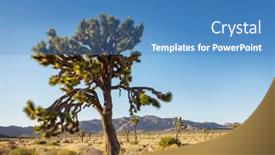  Presentation with arizona desert - Slide set with joshua-tree-in-arizona-desert background and a teal colored foreground