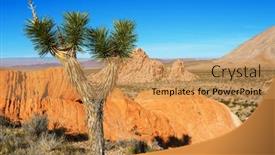  Presentation with arizona desert - PPT theme featuring joshua-tree-in-arizona-desert background and a  colored foreground