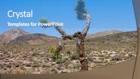  Presentation with death - Beautiful presentation theme featuring joshua tree in death valley california backdrop and a teal colored foreground