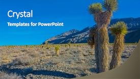  Presentation with tree in sinai desert - Slide set enhanced with joshua tree landscape high background and a gray colored foreground