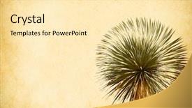  Presentation with vintage paper - Cool new PPT theme with joshua tree on old antique backdrop and a  colored foreground