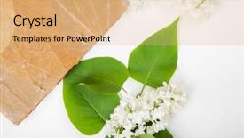  Presentation with lotus flower white water lily - Amazing PPT theme having jotter on the surface backdrop and a  colored foreground