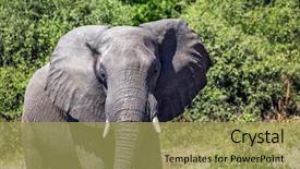  Presentation with exotic animals - PPT theme featuring journey to africa elephant - single the concept of exotic tourism watering large animals in the okavango delta chobe national park background and a yellow colored foreground