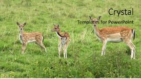  Presentation with deer - Presentation design featuring jousting - deer on natural grass background background and a yellow colored foreground