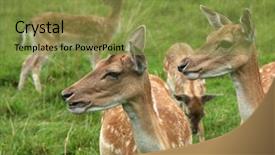 Presentation with deer - Beautiful slide deck featuring jousting - deer on natural grass background backdrop and a gold colored foreground