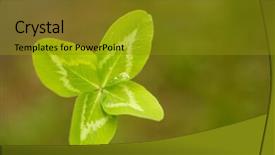  Presentation with four leaf clover - Audience pleasing theme consisting of joy concept on the theme backdrop and a gold colored foreground