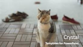  Presentation with wait - Cool new slides with joyful waiting - cute cat feel tired backdrop and a  colored foreground