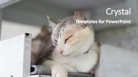  Presentation with wait - Presentation design enhanced with joyful waiting - cute cat feel tired background and a  colored foreground